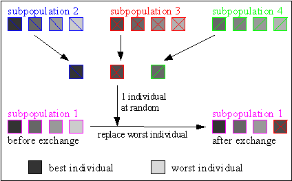 Fig. 7-5: Scheme for migration of individuals between subpopulation